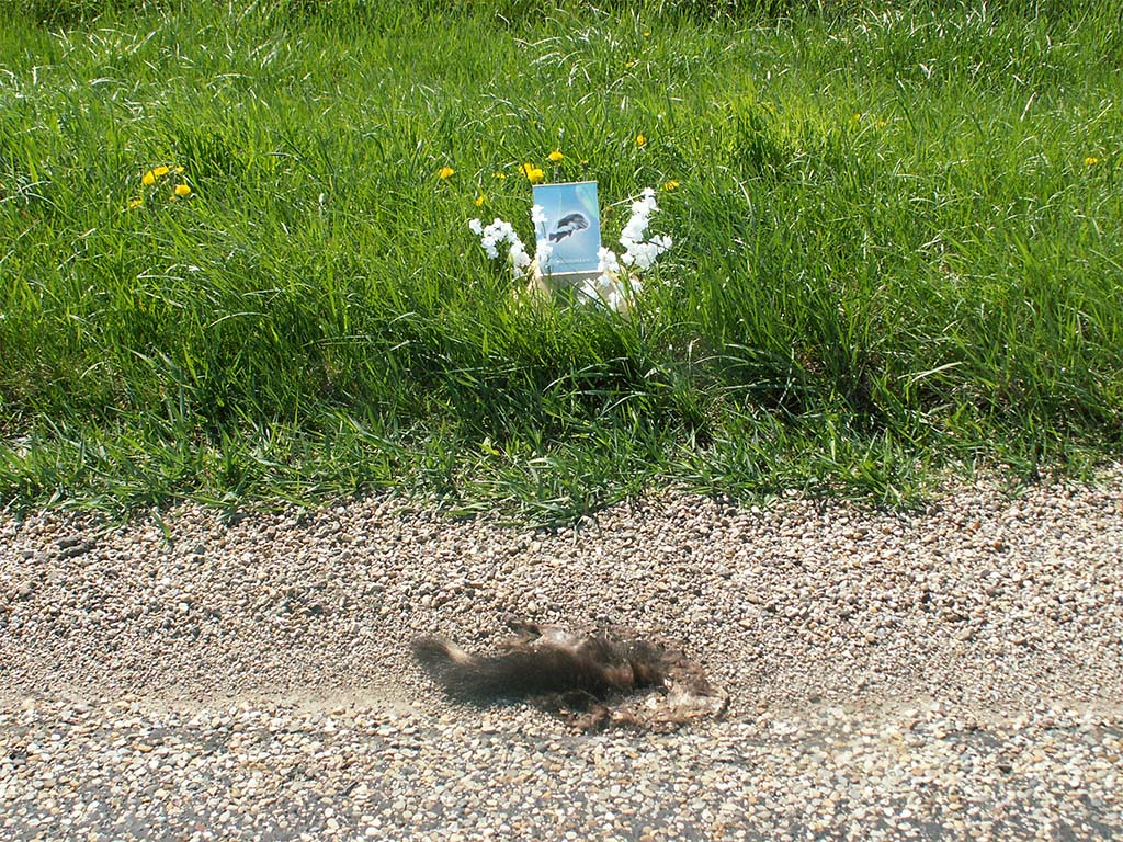 roadkill shrine
